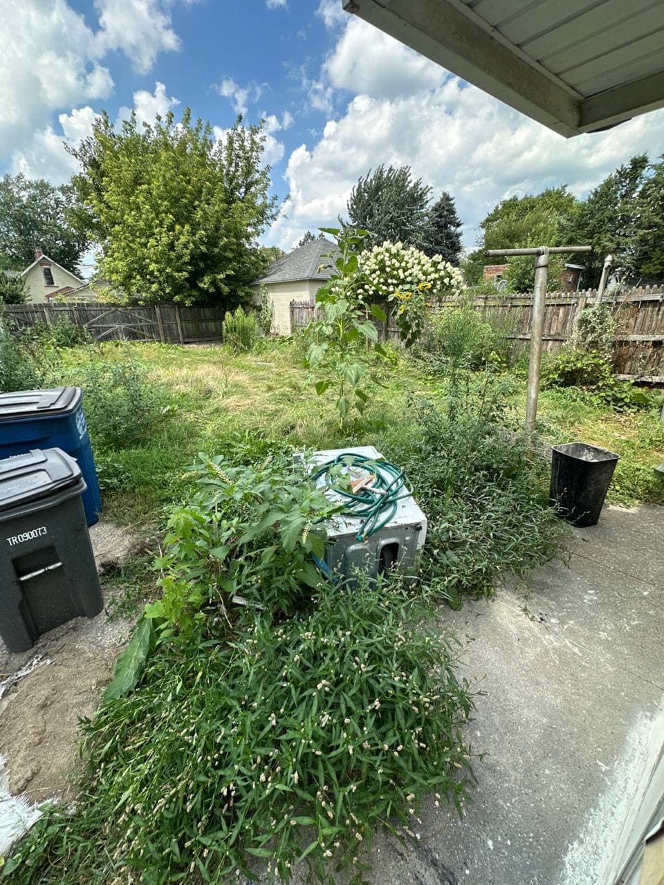 Overgrown backyard waiting on a cleanup